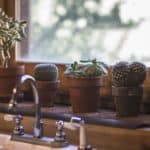 cactus on kitchen sill